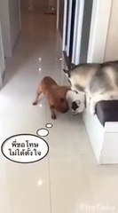 ดู เชอบัว ยูโร มายา ตอนที่ 11 อย่าทำน้องนะ น้องไม่มีทางสู้