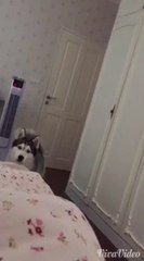 ดู เชอบัว ยูโร มายา ตอนที่ 10 งานเช้าของเชอบัว