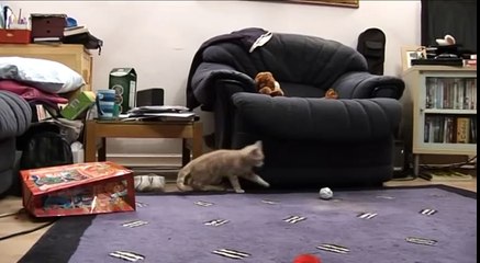 Introducing Bengal cat to a new kitten for first time