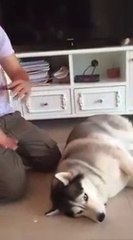 ดู เชอบัว ยูโร มายา ตอนที่ 50 ต้องดูฮะ!! วิธีช่วยน้องหมาเมื่อเกิดอาการช็อคหมดสติ