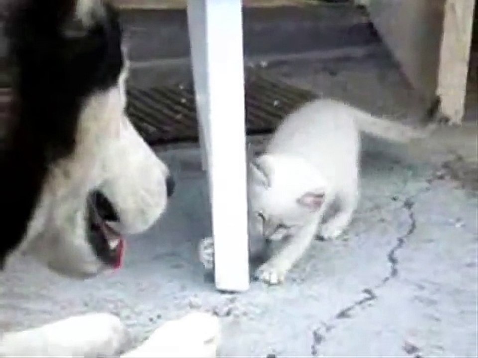 Kitten and Husky Playing
