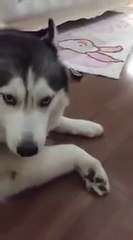 ดู เชอบัว ยูโร มายา ตอนที่ 45 นู๋กัดเล่นๆ