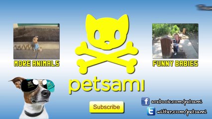 Kitten Faints Because Of Man s Smelly Feet