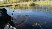 Turna Balığı Saldırıları