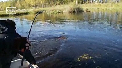 Turna Balığı Saldırıları