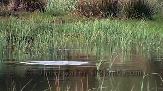 Yumurta döken turna balığı