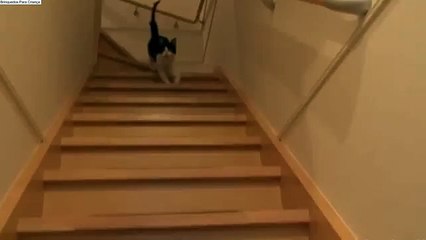 Komik hayvanlar 2016 - Mi Gato Realmente me Echaba de Menos! Gato Cariñoso