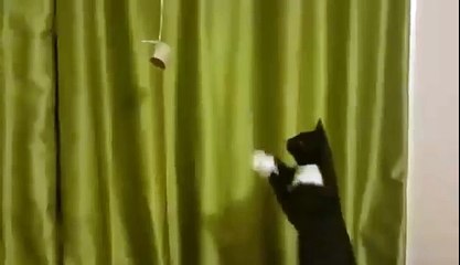 Cat trying to catch something dangling too far away