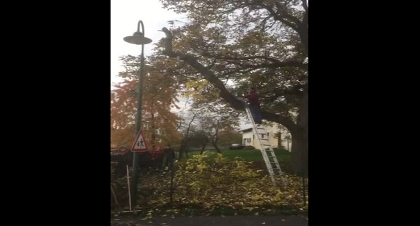 Toujours prendre un max de précaution quand on coupe une branche d'arbre
