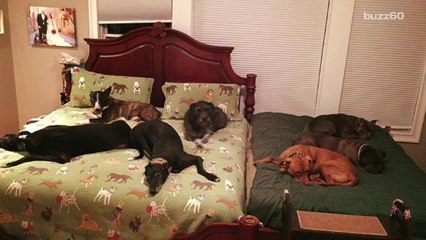 Couple needs a second bed for all their adopted dogs