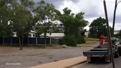 Bizarre moment man finds a kangaroo driving a truck