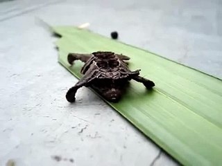 Extraño animal mutante | Strange mutant animal