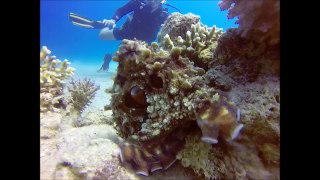 Crazy Octopus eating my GoPro