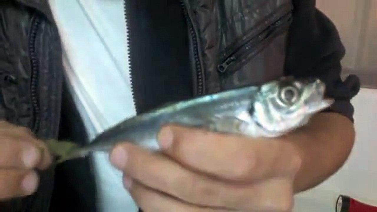 Oltaya canlı yem nasıl takılır