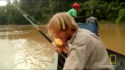 Dev Piraiba balığının oltayla yakalanışı