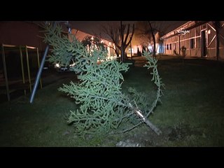 Devlet Tiyatroları arsasındaki kamelyalar ve ağaçlara zarar verildi