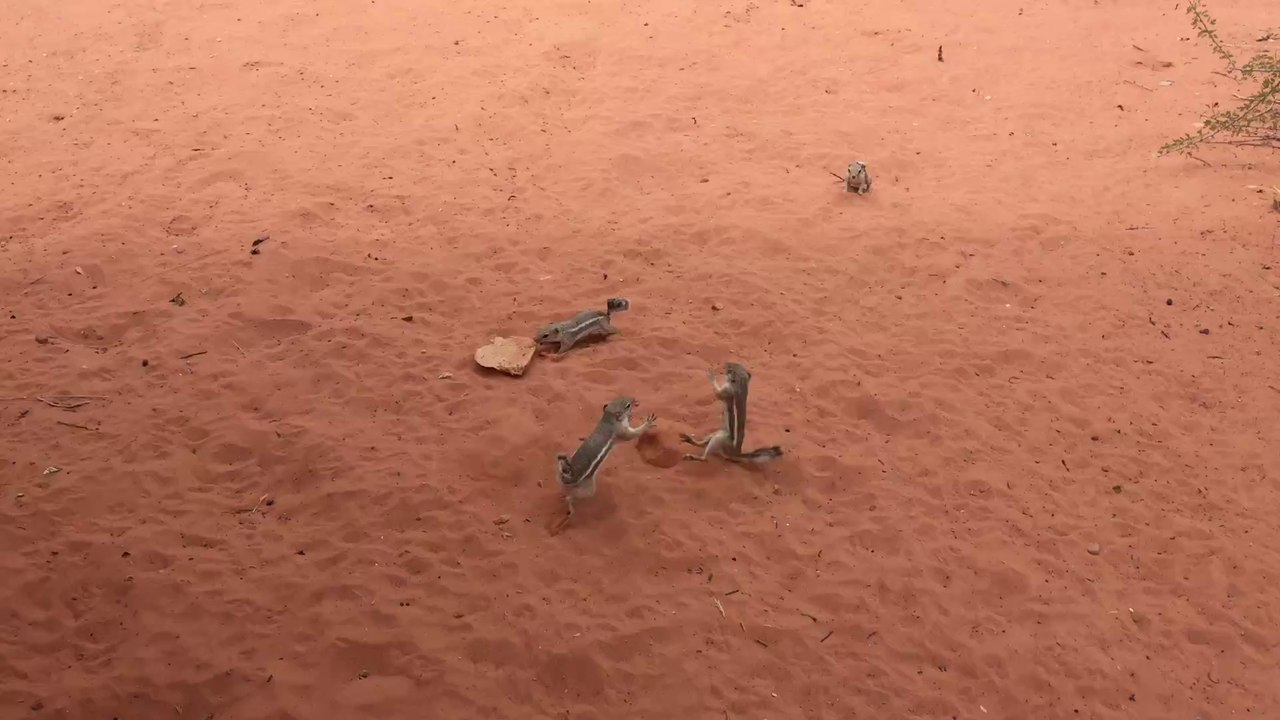 Fighting Squirrels - Valley of Fire State Park (Nevada, USA)