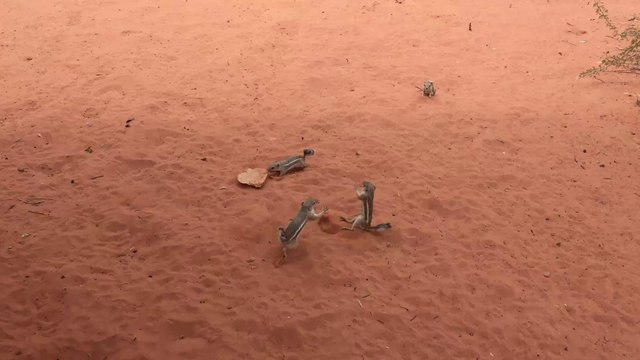 Fighting Squirrels - Valley of Fire State Park (Nevada, USA)
