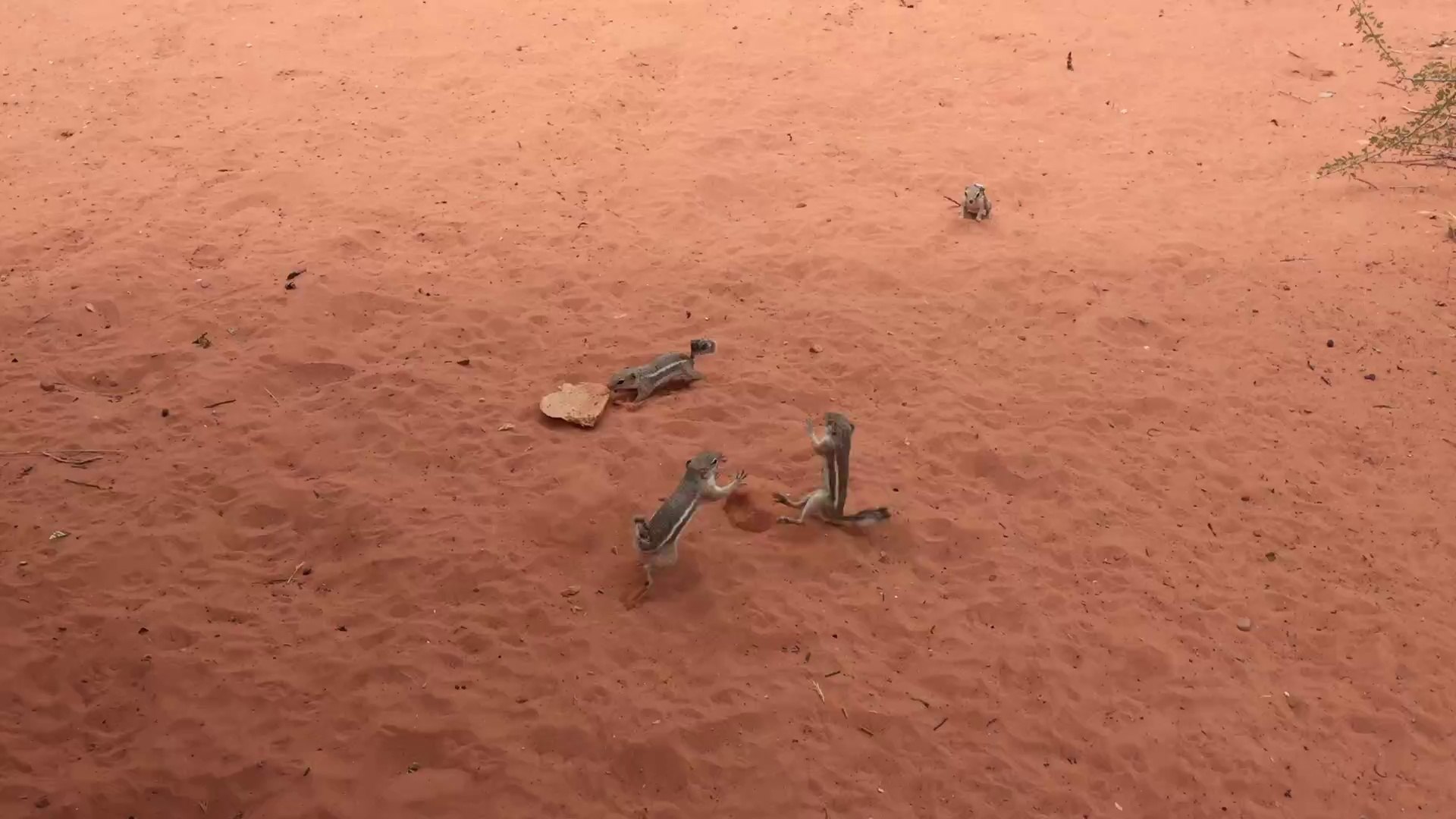 ⁣Fighting Squirrels - Valley of Fire State Park (Nevada, USA)