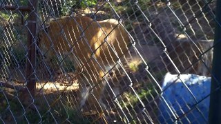 Liger at feeding time