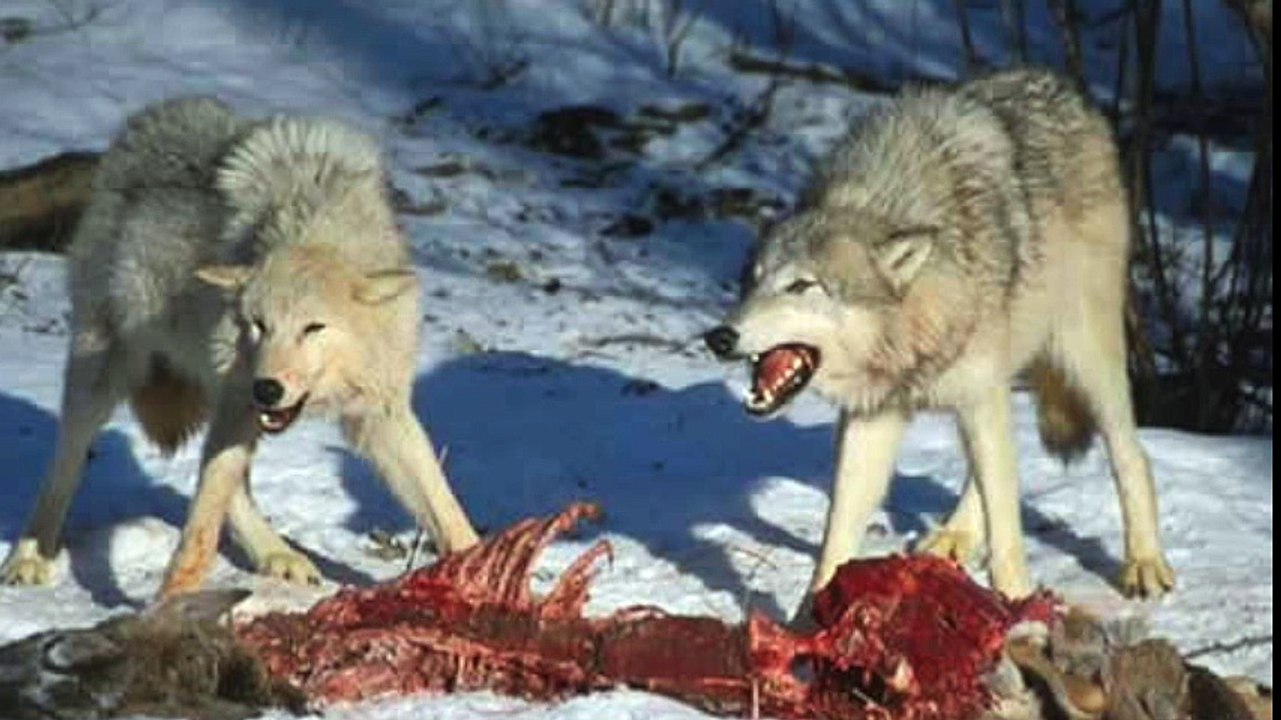 Le loup