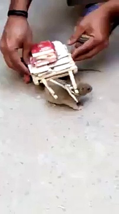 fun with rat amazing fun