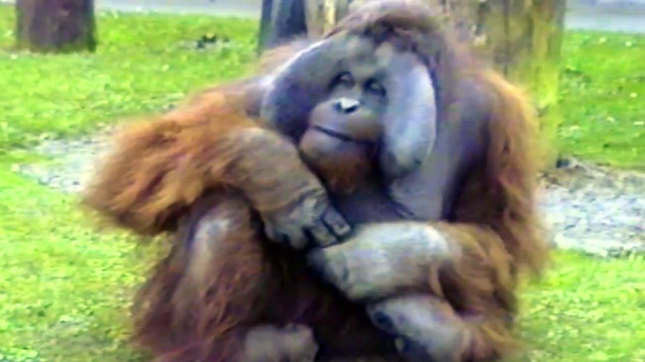 Un orang-outan mâche un chewing-gum et fait des bulles