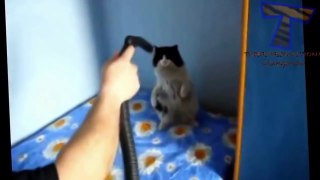 Funny Cats - Funny Videos That Will Make You Laugh So Hard You Cry Cats - funny cats compilation (most popular)