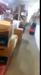 Perro congelado en un restaurante de comida china en México se vuelve polémico