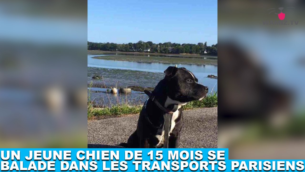 Un jeune chien de 15 mois se balade dans les transports parisiens ! Plus d'infos dans la minute chien #161