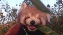 Adorable red panda has the time of his life eating bamboo