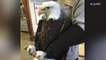 Rescued bald eagle turns out to be the second oldest in North America