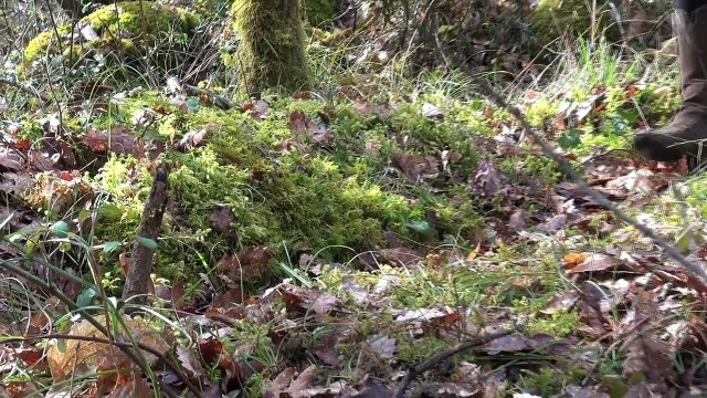 La Forêt mystérieuse - Sylvie Hetzel - extrait du film chez Debowska Productions : debowska.fr