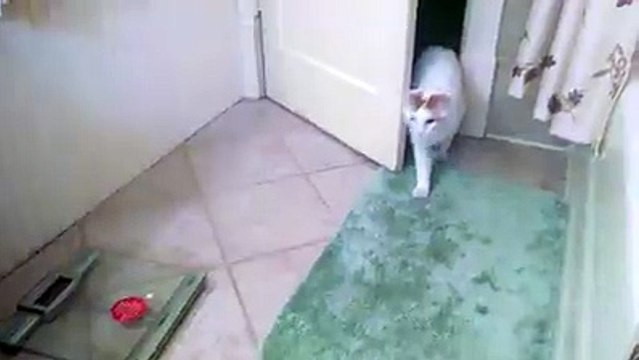 Cat Gets Swallowed By Laundry Basket