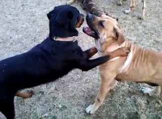 Mastweilers, Mastiffs, Rottweilers, January 24, 2011