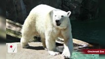 Polar Bear Escapes at the Cincinnati Zoo