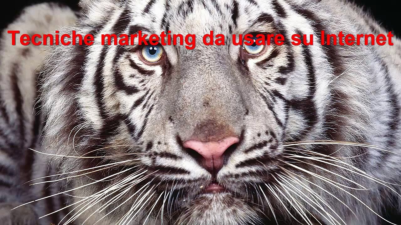 Tecniche marketing da usare su Internet
