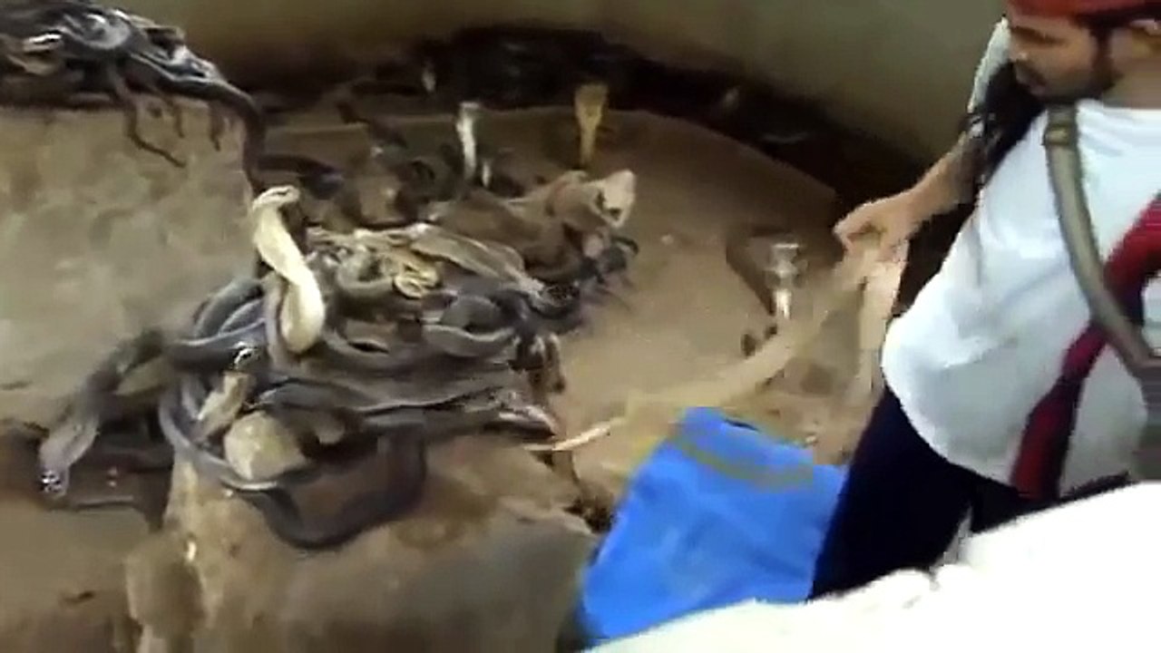 РАБОТА СО ЗМЕЯМИ НЕ ДЛЯ СЛАБОНЕРВНЫХ!!!
