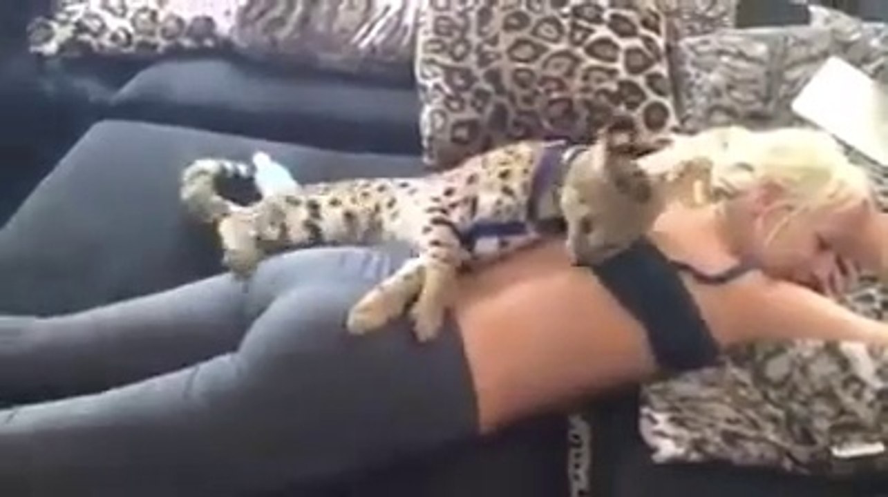 Un chat Bengal magnifique... Et sa maitresse aussi!