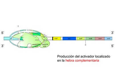 Operón de L-ara