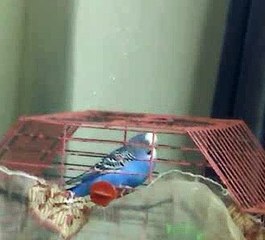 Ankara Havası Oynayan Muhabbet Kuşu - Konuşan