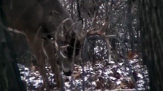 14pt  Wisconsin Buck on Coyote Alert