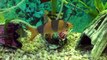 Freshwater Clownfish