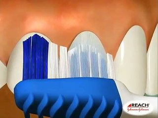 Escovando os Dentes Corretamente