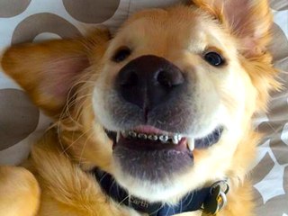 3 Unusual Pet Services That are Barking Awesome