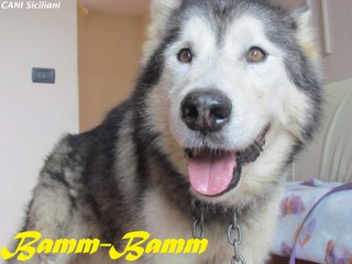Alaskan Malamute sulle scale
