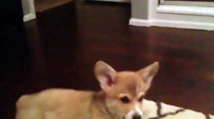 Welsh Corgi Mochas First Mirror Reflection
