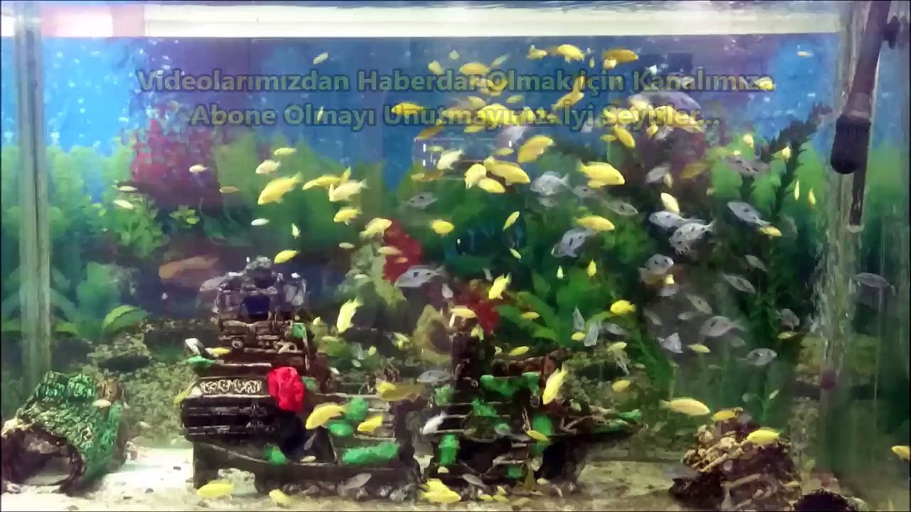 300'den Fazla Yunus ve Sarı Prenses Yavrularımız Büyüdü