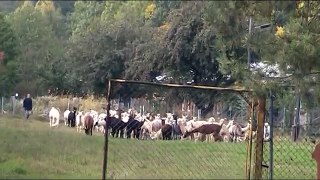 Surifarm, Germany, alpaca herd on the way