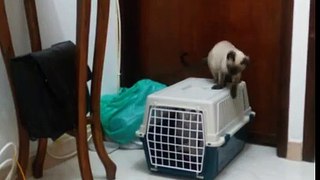 Gato tenta salvar amigo do vet.